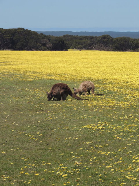 Kangaroo Island In A Day Tour From Adelaide - Accommodation Tasmania 14