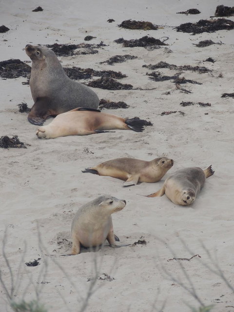 Kangaroo Island In A Day Tour From Adelaide - Accommodation Tasmania 15