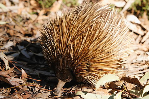 Kangaroo Island In A Day Tour From Adelaide - Accommodation Tasmania 29