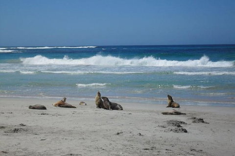 Kangaroo Island In A Day Tour From Adelaide - Accommodation Tasmania 26
