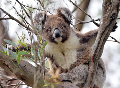 Kangaroo Island In A Day Tour From Adelaide - Accommodation Tasmania 27