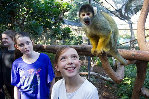 Adelaide Zoo Behind The Scenes Experience: Squirrel Monkey Feeding - Accommodation Tasmania 1