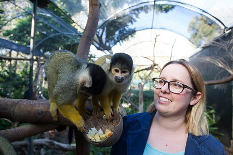 Adelaide Zoo Behind The Scenes Experience: Squirrel Monkey Feeding - Accommodation Tasmania 0