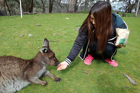 Adelaide Essentials Tour - Accommodation Tasmania 0