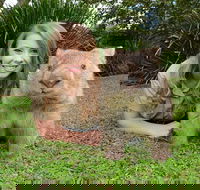 Croc Express to Australia Zoo from Brisbane - Accommodation Tasmania