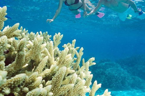 Silversonic Outer Great Barrier Reef Dive And Snorkel Cruise From Port Douglas - Accommodation Tasmania 1