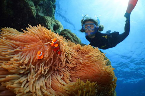 Silversonic Outer Great Barrier Reef Dive And Snorkel Cruise From Port Douglas - Accommodation Tasmania 3