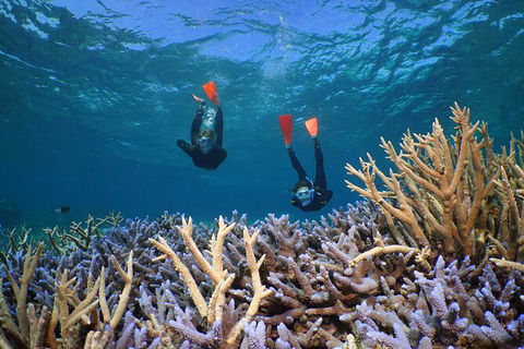 Silversonic Outer Great Barrier Reef Dive And Snorkel Cruise From Port Douglas - Accommodation Tasmania 8