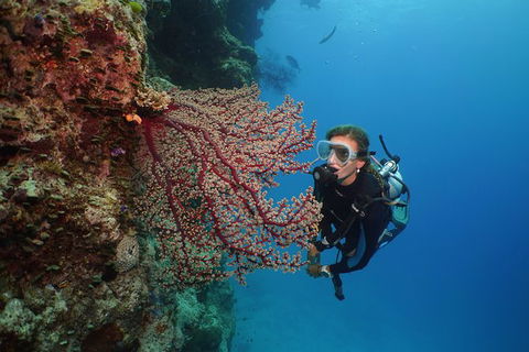 Silversonic Outer Great Barrier Reef Dive And Snorkel Cruise From Port Douglas - Accommodation Tasmania 6