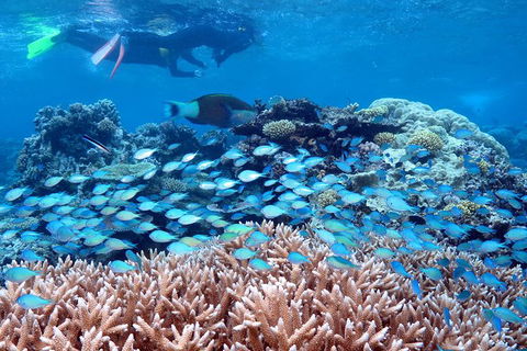 Silversonic Outer Great Barrier Reef Dive And Snorkel Cruise From Port Douglas - Accommodation Tasmania 4