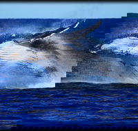 Whale Watching Cruise from Redcliffe Brisbane or the Sunshine Coast - Accommodation Tasmania
