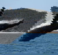 Hervey Bay Ultimate Whale Watching Cruise - Accommodation Tasmania