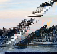 Hervey Bay Whale Watching Cruise - Accommodation Tasmania
