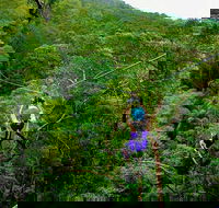 Tamborine Mountain Daily Service Treetop Challenge and Thunderbird Park - Accommodation Tasmania