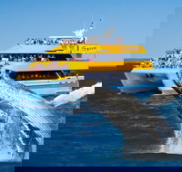 Spirit of Hervey Bay Whale Watching Cruise - Accommodation Tasmania