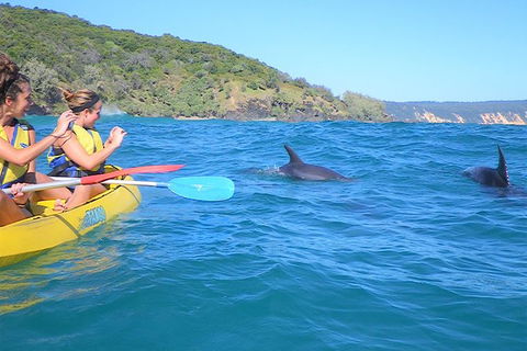 Half-Day Kayak With Dolphins And 4WD Beach Drive From Rainbow Beach - Accommodation Tasmania 1