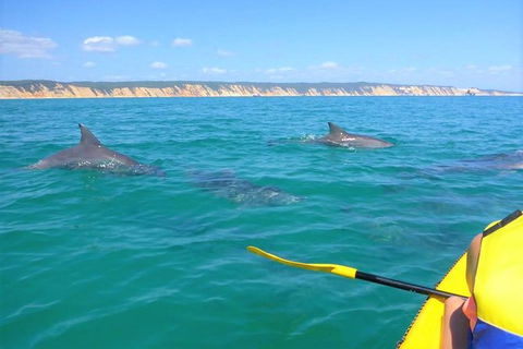 Half-Day Kayak With Dolphins And 4WD Beach Drive From Rainbow Beach - Accommodation Tasmania 0