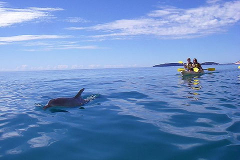 Half-Day Kayak With Dolphins And 4WD Beach Drive From Rainbow Beach - Accommodation Tasmania 9