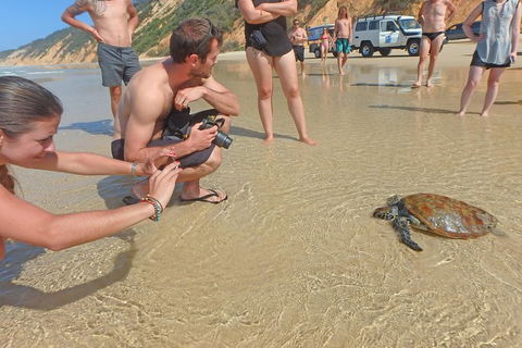 Half-Day Kayak With Dolphins And 4WD Beach Drive From Rainbow Beach - Accommodation Tasmania 11