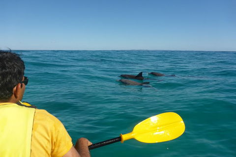 Half-Day Kayak With Dolphins And 4WD Beach Drive From Rainbow Beach - Accommodation Tasmania 6