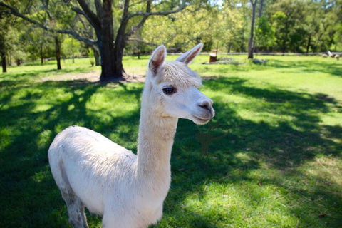 Half Day Animal Tour - Accommodation Tasmania 0