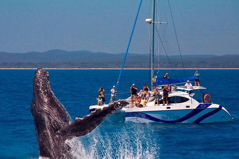 Blue Dolphin Exclusive Whale Watch Encounters - Accommodation Tasmania 0