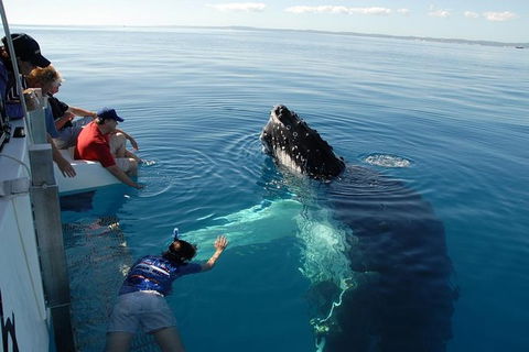 Blue Dolphin Exclusive Whale Watch Encounters - Accommodation Tasmania 1