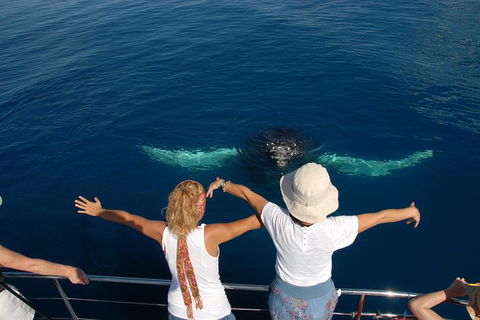 Blue Dolphin Exclusive Whale Watch Encounters - Accommodation Tasmania 3