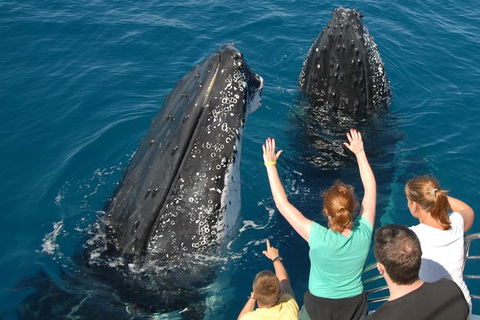 Blue Dolphin Exclusive Whale Watch Encounters - Accommodation Tasmania 8