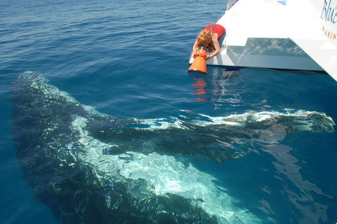 Blue Dolphin Exclusive Whale Watch Encounters - Accommodation Tasmania 4