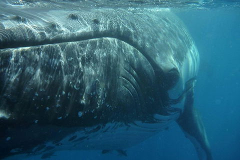 Blue Dolphin Exclusive Whale Watch Encounters - Accommodation Tasmania 6
