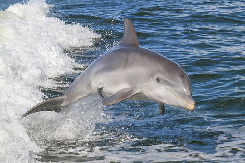 Noosa Oceanrider Scenic Dolphin Safari - Accommodation Tasmania 0