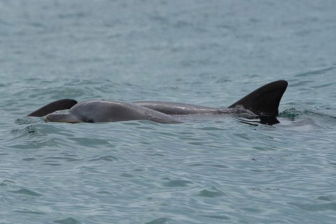 Noosa Oceanrider Scenic Dolphin Safari - Accommodation Tasmania 4