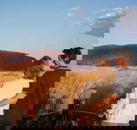 Uluru Ayers Rock Sunset with Outback Barbecue Dinner and Star Tour - Accommodation Tasmania