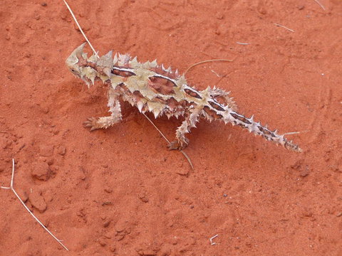 Alice Springs Highlights Half-Day Tour - Accommodation Tasmania 5