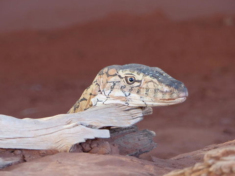 Alice Springs Highlights Half-Day Tour - Accommodation Tasmania 6