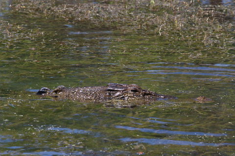 Kakadu, Nourlangie And Yellow Waters Tour From Darwin - Accommodation Tasmania 16
