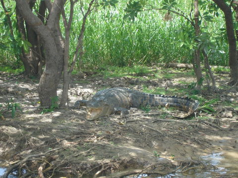 Kakadu, Nourlangie And Yellow Waters Tour From Darwin - Accommodation Tasmania 21