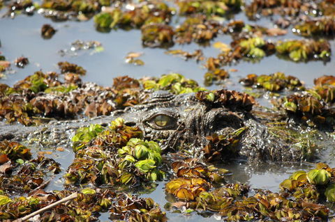 Kakadu, Nourlangie And Yellow Waters Tour From Darwin - Accommodation Tasmania 17