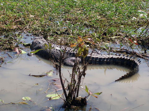 Kakadu, Nourlangie And Yellow Waters Tour From Darwin - Accommodation Tasmania 19