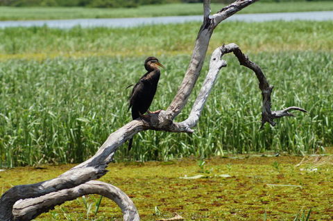 Kakadu, Nourlangie And Yellow Waters Tour From Darwin - Accommodation Tasmania 2