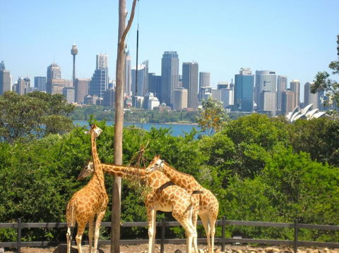 Sydney Harbour Hop-on Hop-off Cruise - Accommodation Tasmania 18