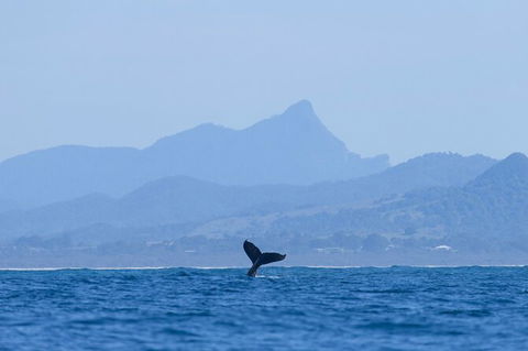 The Byron Bay Sea Kayak Tour - Accommodation Tasmania 10