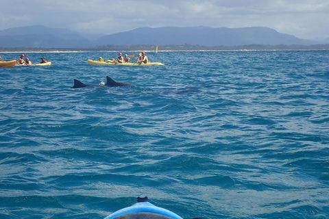 The Byron Bay Sea Kayak Tour - Accommodation Tasmania 4