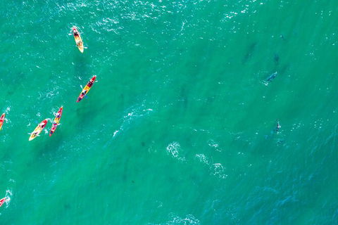The Byron Bay Sea Kayak Tour - Accommodation Tasmania 5