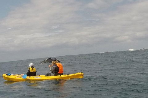 The Byron Bay Sea Kayak Tour - Accommodation Tasmania 6