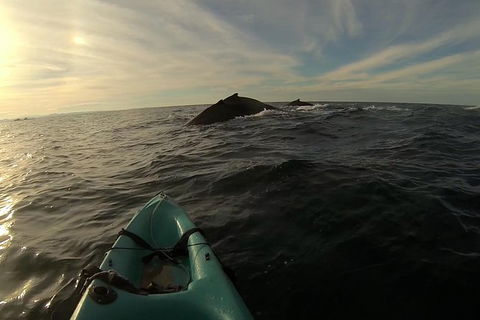 The Byron Bay Sea Kayak Tour - Accommodation Tasmania 3