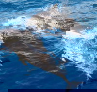 Port Stephens Day Tour From Sydney Including 4WD Sandboarding and Dolphins - Accommodation Tasmania