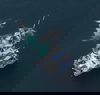 Coffs Harbour Whale Watch Experience - Accommodation Tasmania