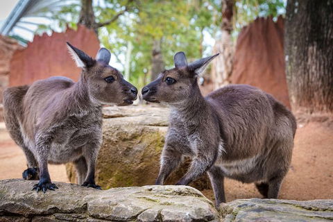 WILD LIFE Sydney Entrance Ticket - Accommodation Tasmania 1